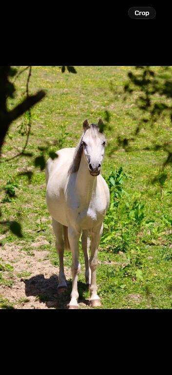 Stunning 13hh 11 year old mare