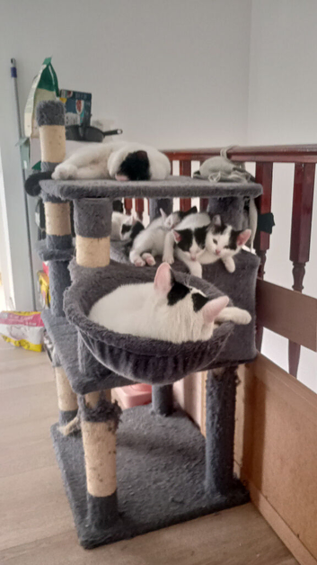 Long ears black and white pink nose kittens