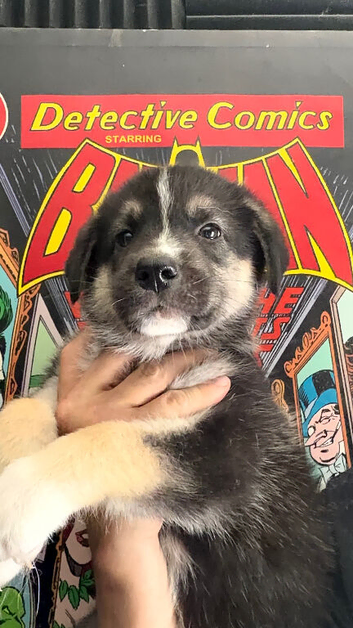 3/4 Siberian Husky 1/4 German shep. Last one