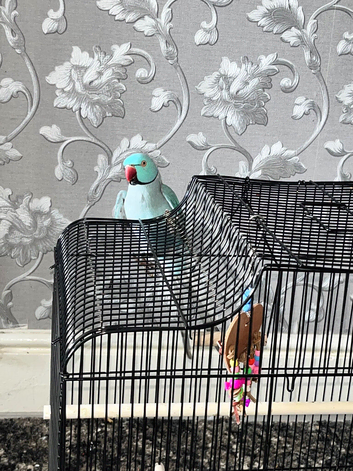 RARE BLUE INDIAN RINGNECK PARROT