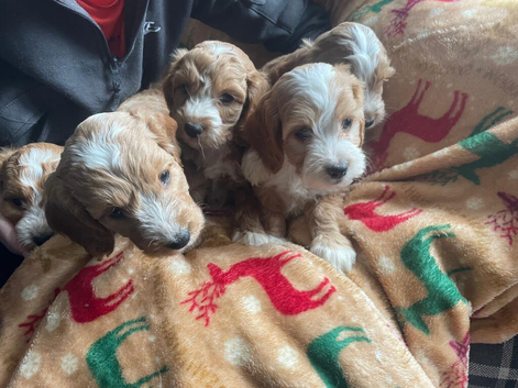 Beautiful cockerpoo puppies