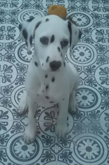 New litter of Dalmatian pups