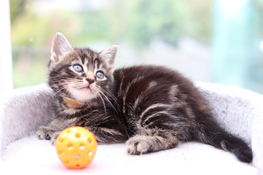 3 Beautiful Kittens ready NOW