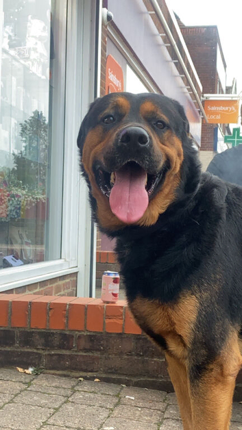 Beautiful Rottweiler Axel