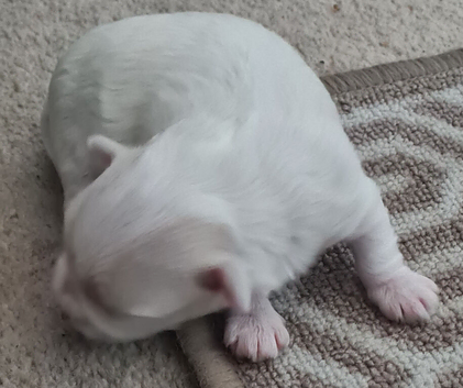 EXQUISITE FIVE-STAR TOY MINIATURE KOREAN MALTESE MALE PUPPY
