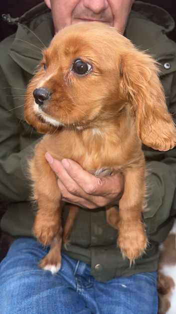 Cavalier King Charles