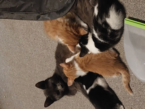Beautiful  kittens