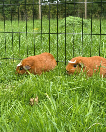 Pair of female twin guinea pigs