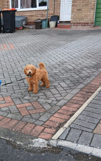 Beautiful cavapoo puppy