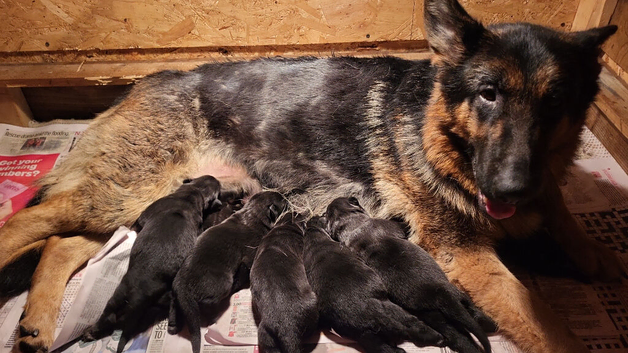 German shepard puppies