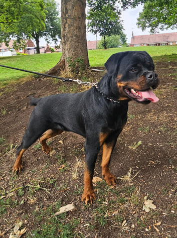 Rottweiler bitch