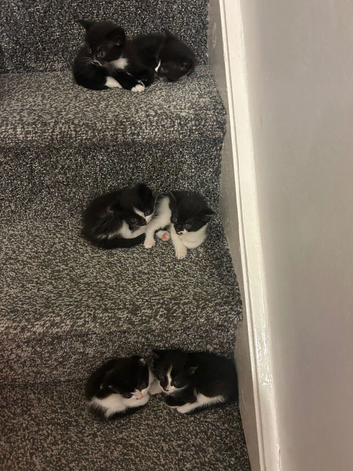 Lovely small black and white short haired kitten