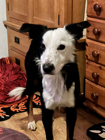 Proven Border Collie Stud &ndash; &ldquo;Teddy&rdquo; (3 Years Old)