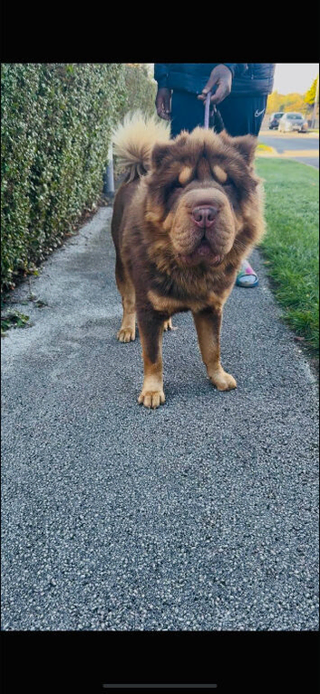 Full choc and tan bear coat Simba for STUD