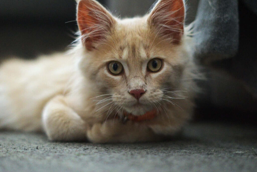 Maine Coon Kittens &ndash; Big, Friendly, Home‑Raised