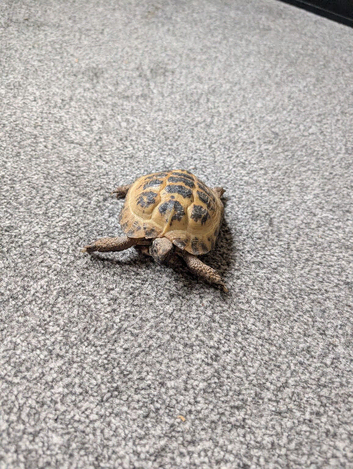 2 Horsfield Tortoise for sale, &pound;160 each