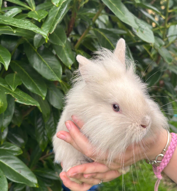 Last Lionhead Baby