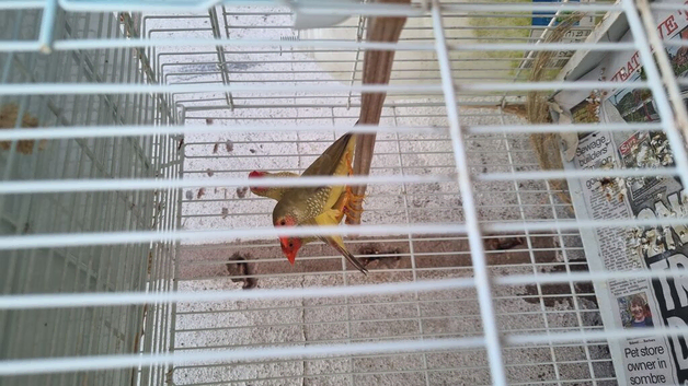 Male Star finches