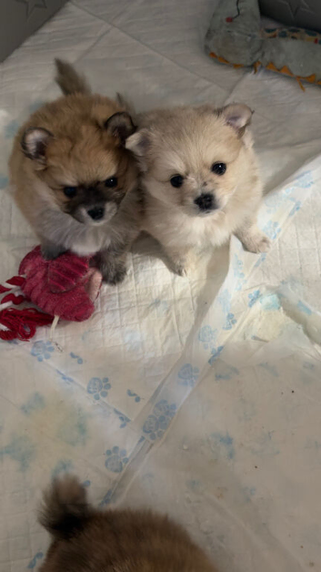 6 week old pomeranian puppy