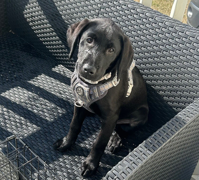 Black Labrador