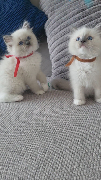GCCF blue mitted ragdoll boys