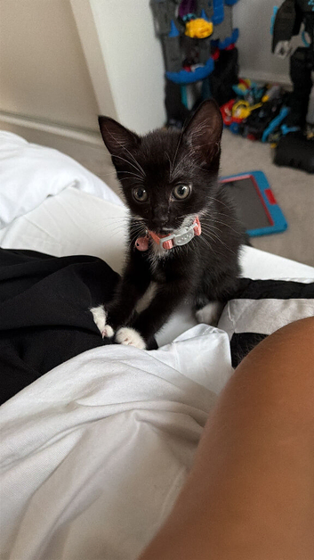 Female Kitten