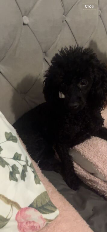 Meet duke toy poodle stud