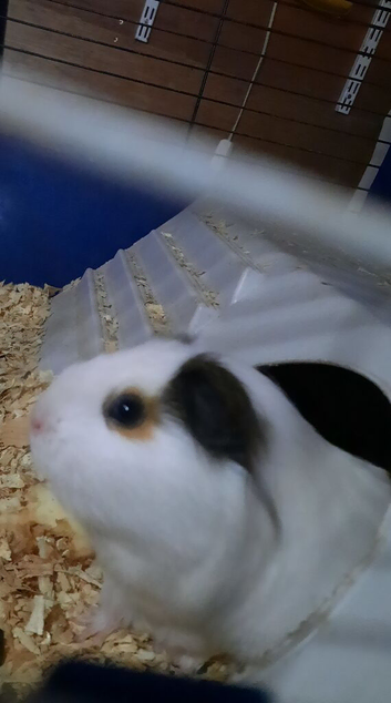 Female guinea pig with cage