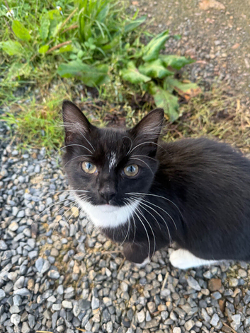 6 month old kitten