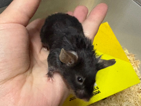 Baby fancy male mice for sale