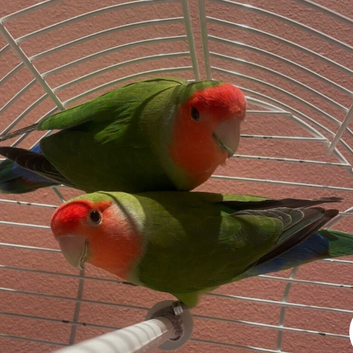 Love birds