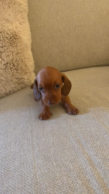 miniture dachshund puppies