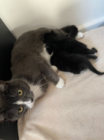 2 chunky female kittens