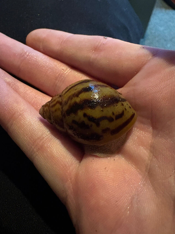 Achatina Achatina tiger snail giant African snail