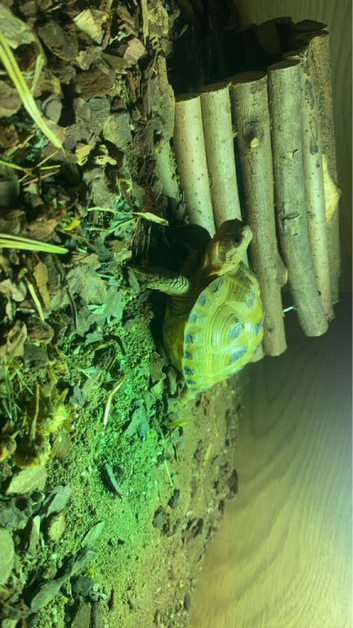 Beautiful horse-field tortoise