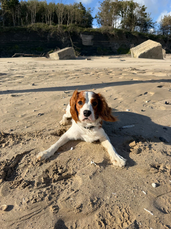 11 month old King Charles cavalier.