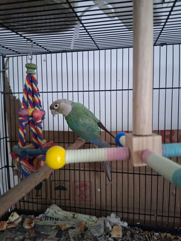 Conure
