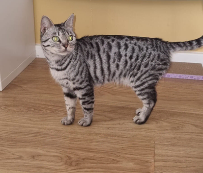 3 year old Bengal female