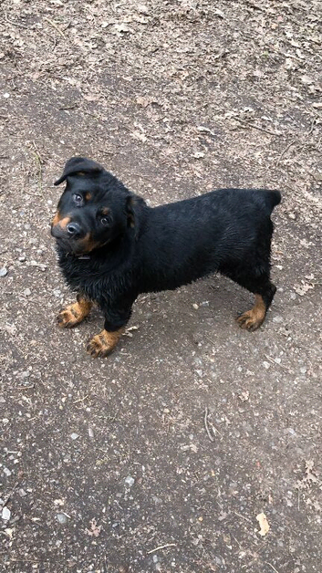 Female pup Rottweiler