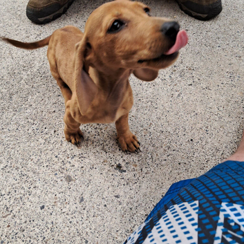 10 week old miniature dapple dachshund