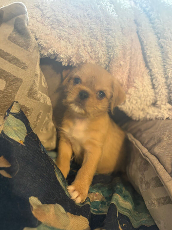Shit shu X pug