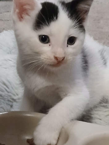 Male white kitten with black ears & tail