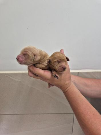 KC Registered Cocker Spaniels