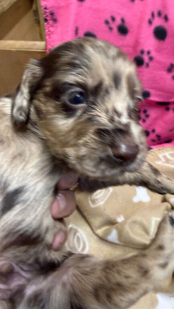 6 puppy&rsquo;s one is chocolate merle very rare