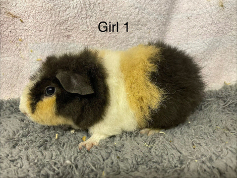 Pure breed teddy guineapig females