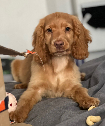 Beautiful male cocker spaniel, guardian home or sale.