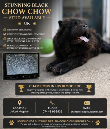 Black chow chow