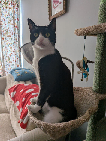 Missing tuxedo - plymouth