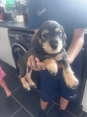 Beautiful miniature schnauzer's x miniature dachshunds