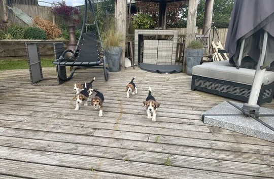 Beautiful Home Raised KC Beagle Puppies